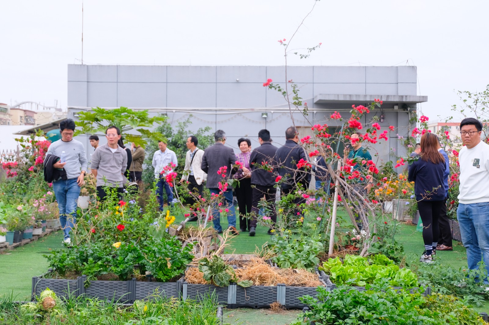 树字开放日三楼花园